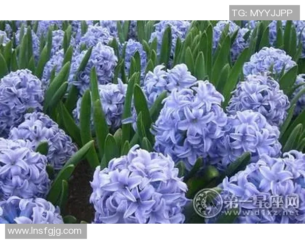 星座与足球的完美结合揭秘那些代表各个星座的足球明星们的传奇故事